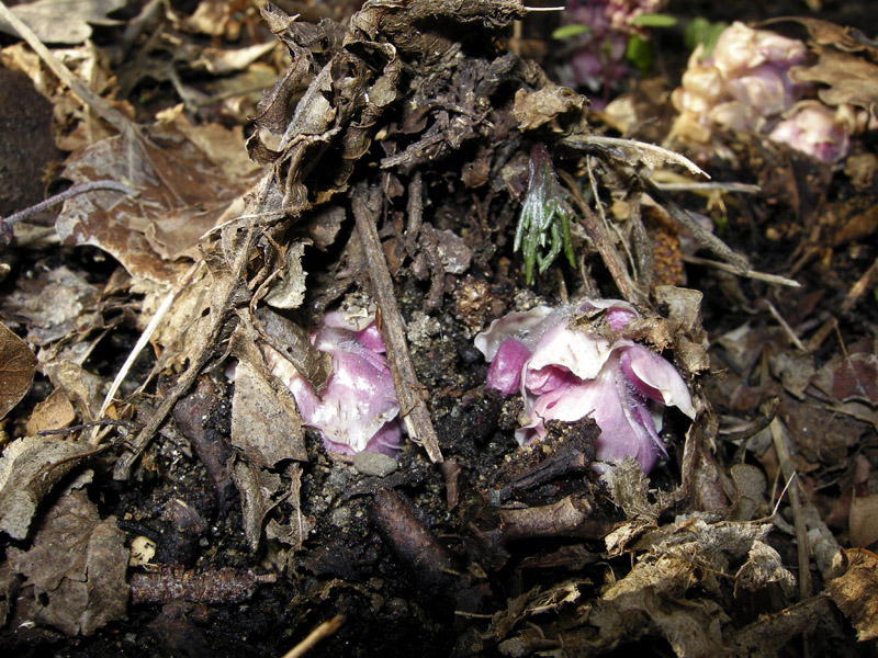 Lathraea squamaria - Latrea squamosa - nel Chianti